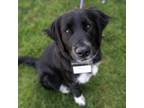 Adopt Brookie - (Medical) a Flat-Coated Retriever, Labrador Retriever