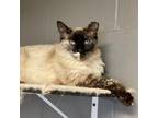 Adopt Stashey - Costa Mesa Location a Siamese, Domestic Long Hair