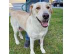 Adopt Martha - City of Industry Location a Yellow Labrador Retriever