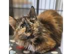 Adopt Macy - Claremont Location *By Appointment* a Domestic Medium Hair