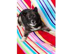 Adopt SNEEZY a Siberian Husky