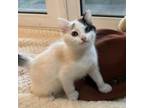 Adopt Panama a Domestic Short Hair