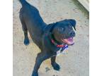 Adopt Morgin a Labrador Retriever