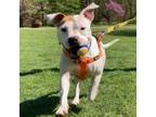 Adopt Ramona a Pit Bull Terrier