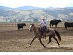 Adopt Horace a Quarterhorse