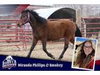 Adopt Smokey a Mustang