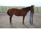 Adopt Lucy a Quarterhorse