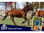 Adopt Lucy a Quarterhorse