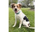 Adopt Cookie a Spaniel, Australian Cattle Dog / Blue Heeler