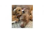 Adopt Anne Shirley PKA Clara a American Staffordshire Terrier