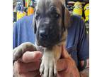 Great Dane Puppy for sale in Penrose, CO, USA