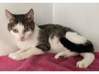 Adopt Cara ~ Avaiable at J&K Mega Pet in Wabash, IN! a Domestic Short Hair