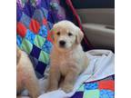 Golden Retriever Puppy for sale in Crouse, NC, USA