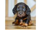 Dachshund Puppy for sale in Anderson, MO, USA