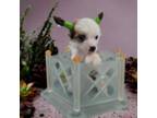 Chinese Crested Puppy for sale in Tampa, FL, USA