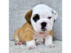 Bulldog Puppy for sale in Dallas, TX, USA