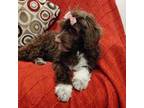 Portuguese Water Dog Puppy for sale in Narvon, PA, USA