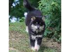 Mutt Puppy for sale in Lancaster, OH, USA
