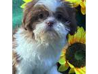 Shih Tzu Puppy for sale in Mobile, AL, USA