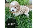 Molly