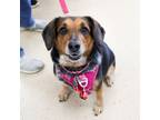 Adopt Eden a Beagle