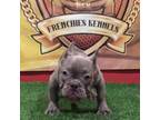 French Bulldog Puppy for sale in Hollywood, FL, USA