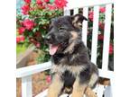 German Shepherd Dog Puppy for sale in Montezuma, GA, USA
