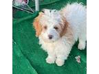 Cavapoo Puppy for sale in Woodbury, MN, USA