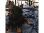 French Bulldog Puppy for sale in Norfolk, VA, USA