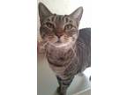 Adopt Milee a Domestic Short Hair