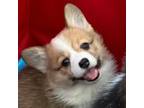 Pembroke Welsh Corgi Puppy for sale in Weatherford, TX, USA