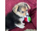 Pembroke Welsh Corgi Puppy for sale in Weatherford, TX, USA