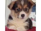 Pembroke Welsh Corgi Puppy for sale in Weatherford, TX, USA