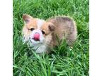 Pembroke Welsh Corgi Puppy for sale in Weatherford, TX, USA