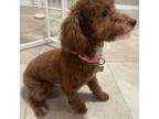 Poodle (Toy) Puppy for sale in Apopka, FL, USA