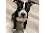 American Pit Bull Terrier Puppy for sale in Stockbridge, GA, USA