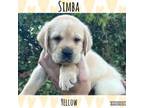 Simba