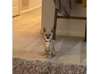 Chihuahua Puppy for sale in Columbus, GA, USA