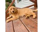 Golden Retriever Puppy for sale in Germanton, NC, USA