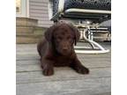 Chesapeake Bay Retriever Puppy for sale in Elkton, MD, USA