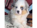 Miniature Australian Shepherd Puppy for sale in Longview, TX, USA