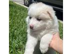 American Eskimo Dog Puppy for sale in Fort Lauderdale, FL, USA