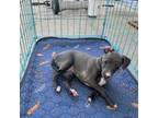Italian Greyhound Puppy for sale in Panama City Beach, FL, USA