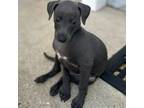 Italian Greyhound Puppy for sale in Panama City Beach, FL, USA