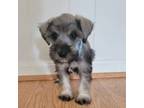 Schnauzer (Miniature) Puppy for sale in Alvin, TX, USA