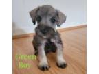 Schnauzer (Miniature) Puppy for sale in Alvin, TX, USA