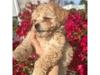 Mutt Puppy for sale in West Palm Beach, FL, USA