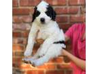 Mutt Puppy for sale in Tulsa, OK, USA