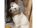 Adopt Lady a Mixed Breed