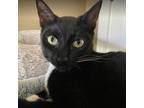 Adopt LaLa a Domestic Short Hair